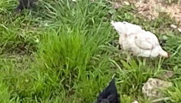 Le gite du moulin - Foto 2