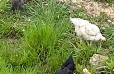 Le gite du moulin - Foto 2