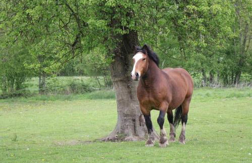 Gîte : La Cochetière : ancienne ferme 18éme - Foto 23