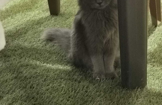 Dream House Hotel Jerash - Foto 37