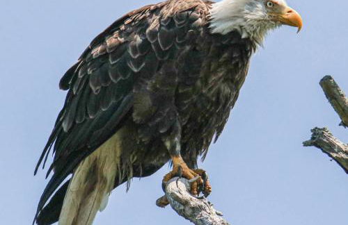 Back of the Moon Lakefront Camp family watersports fire pit 1 dog beach sleeps 8 - Foto 27