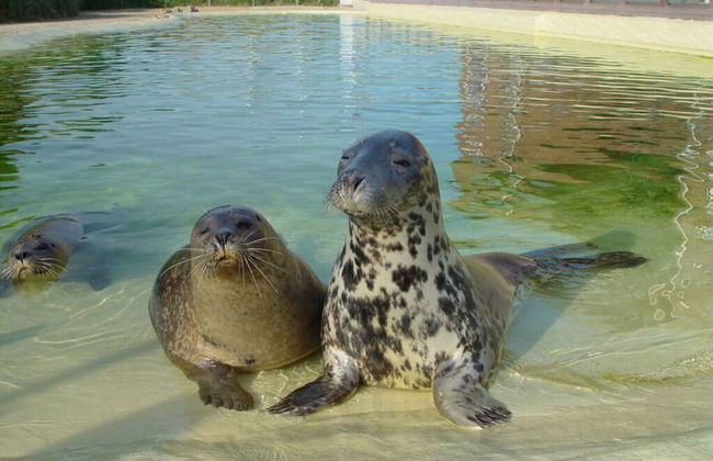 Buschsand Lee Comfortable Holiday Residence - Foto 13