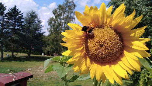 Apartment FeWo Sonnenblume by Interhome - Foto 5