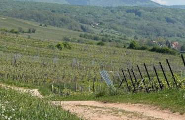 Charmant studio dans le vignoble proche Strasbourg - Foto 16