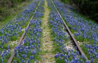 Charming Cabin in the Heart of the TX Hill Country - Photo 13