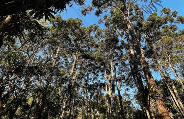 Casa em Visconde De Mauá, Terrário da Montanha - Foto 6