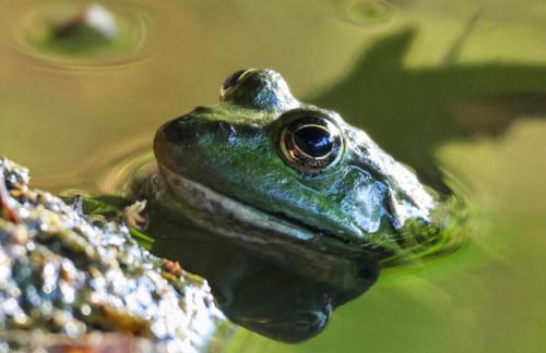 gîte en campagne Lamégritnière - Foto 42
