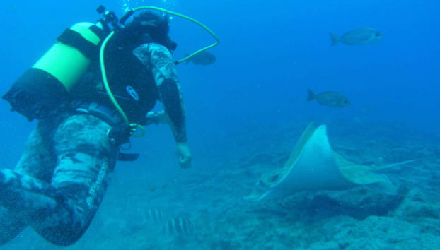 Contemplando la fauna acuática de Tenerife