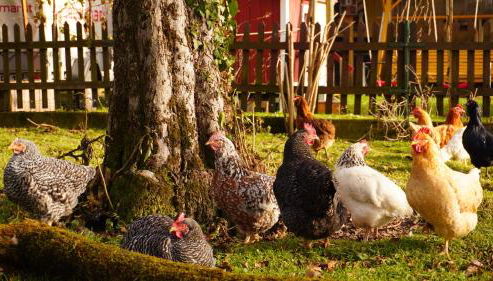 Ferienwohnung Am Feldbach - Photo 3