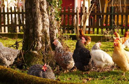 Ferienwohnung Am Feldbach - Foto 3