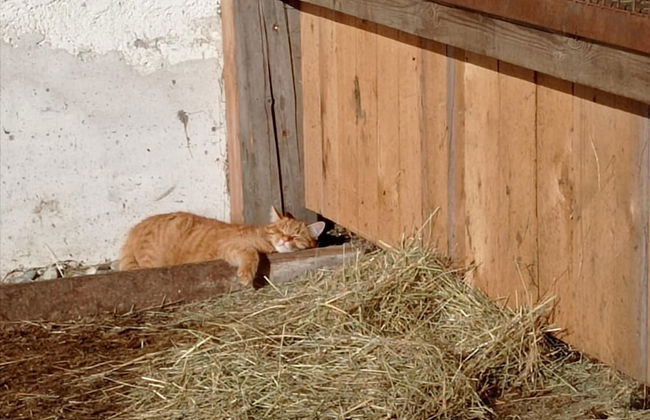 Rossweid hut With a Fantastic View - Foto 13