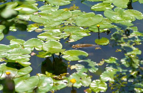 Duror Cottage at Lower Aylescott - Foto 11