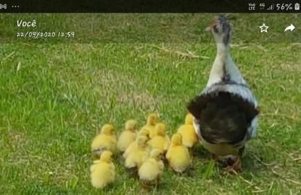 Fazenda Montanhes - Foto 54