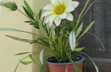 Patmos house Leo & Mary - Foto 13