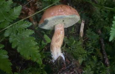 Au Temps Passé - Photo 34