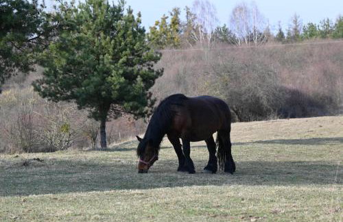 Feel-Harmonia w Nowym Kawkowie - Foto 17