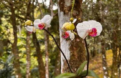 Casa de campo com cachoeira no quintal - Foto 70
