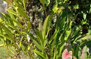 Casa Remanso do Rio - Foto 31