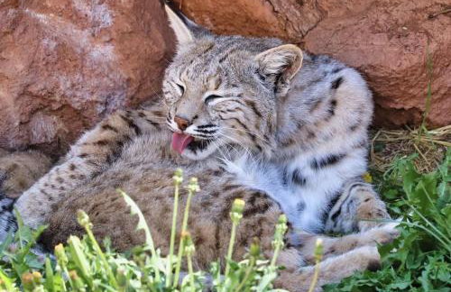 Luxury 3BD 2BA Home Near Tucson with Desert Views - Foto 14