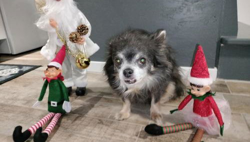 La petite maison de poncho - Foto 4