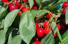 Finca Sa Cova de Mallorca - Foto 72