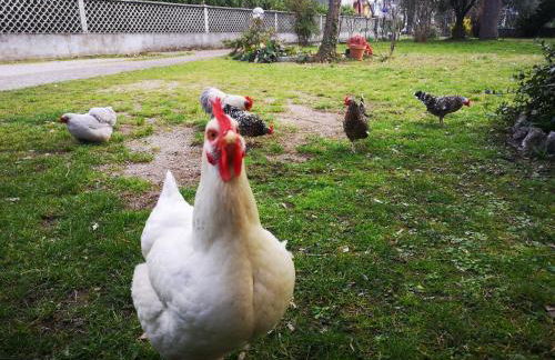 Afea's Home - la tua casa nel cuore del Friuli Venezia Giulia - Foto 34