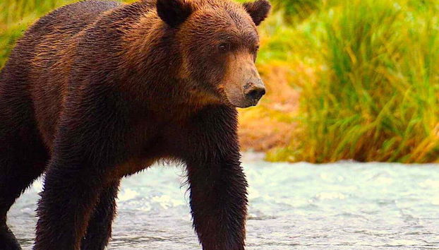 Clark Lake Plane Trip from Kenai + Bear Watching - Foto 5