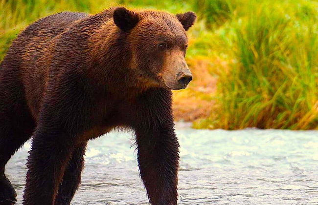 Escursione in aeroplano a Lake Clark + Avvistamento di orsi - Foto 5