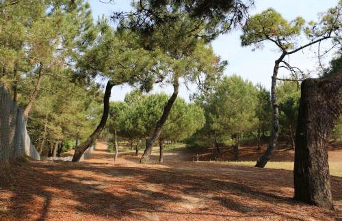 Vaimiti, cabane cosy sous les pins (50m de la plage) - Foto 16