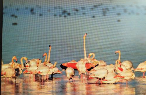 La Llar de Laura - Foto 9