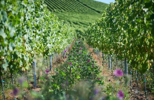 Ferienweingut Willems - Foto 16