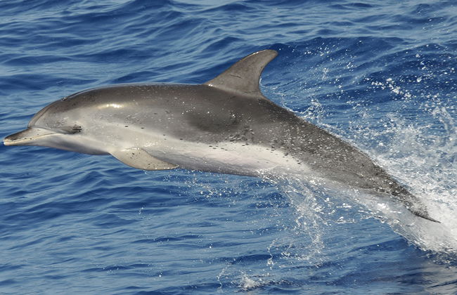 Spirit of the Sea cruise - Photo 3