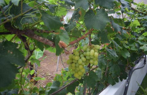 Chicho's Home - Foto 33