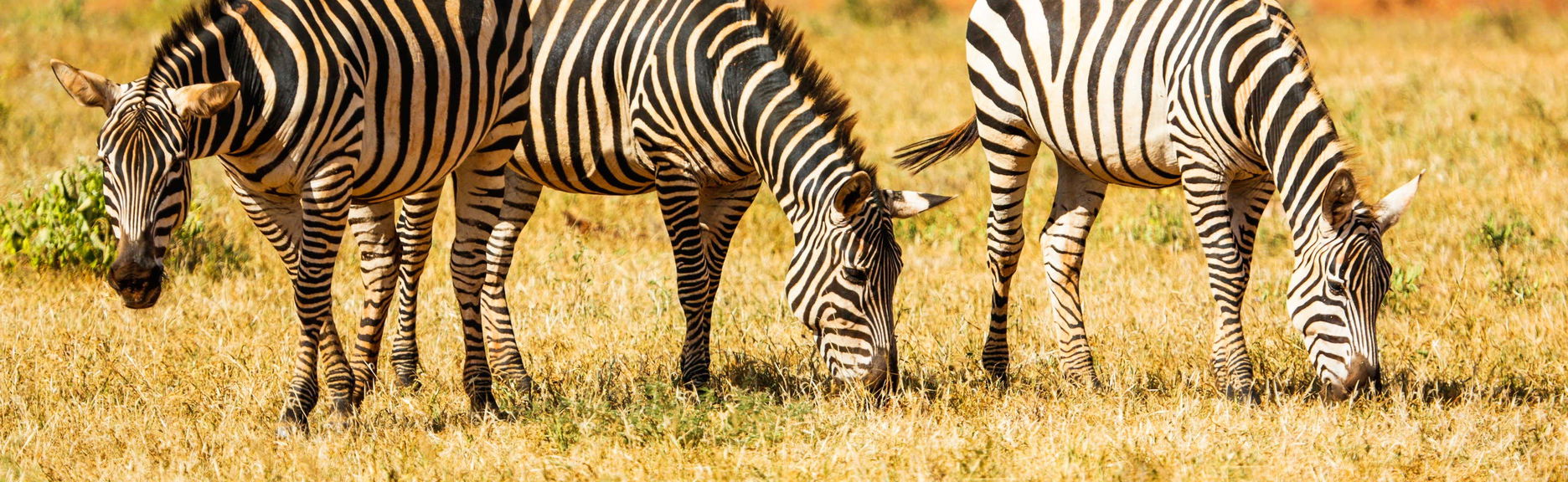 6-Day Safari in Kenya