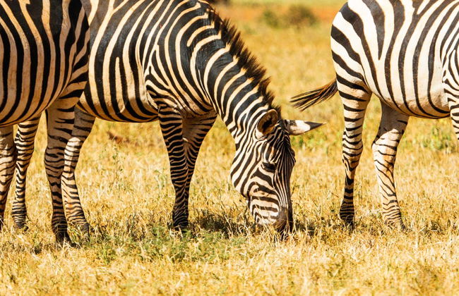 6-Day Safari in Kenya - Photo 1