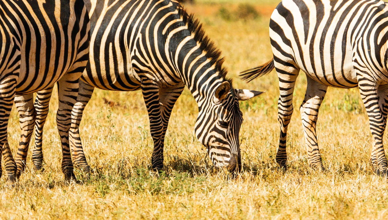 Safari de 6 días por Amboseli, Tsavo East y Tsavo West - Foto 1, Safari de 6 días por Amboseli, Tsavo East y Tsavo West