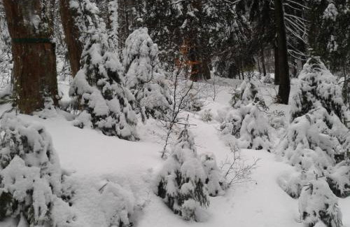 Górska Polana, Stronie Śląskie - Młynowiec - Foto 45