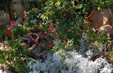 Elia by the sea - Photo 70