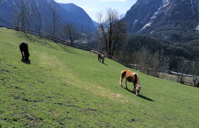 Ferienwohnung Plattner - Foto 63