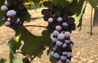 Delilah Ridge Winery Mid Mod Guesthouse - Foto 32