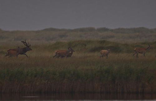 Ferienhaus Tura - Foto 40