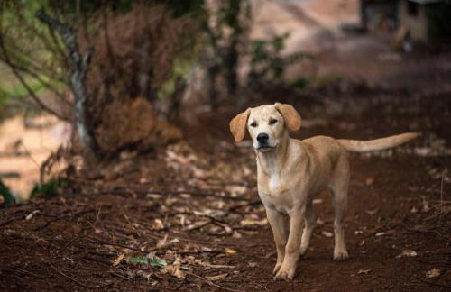 Casa do Lago Caparaó - Foto 73