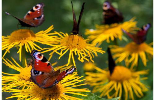 'chata usÓwek' - Foto 6