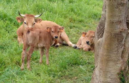 El llagar de Mestas De Con - Foto 29