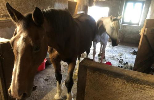 Maison pittoresque à Sainte-Croix-aux-Mines, vue sur la montagne - Foto 54