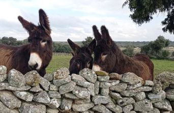 Posada La Alquería de Mámoles - Foto 29