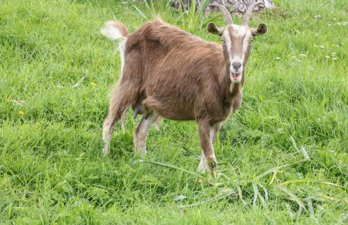 Packhorse Shepherds Hut - Foto 14