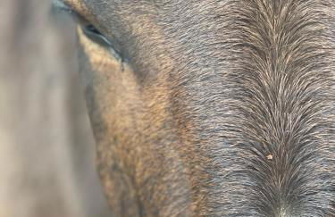 Cortijo Huerta Galindo - Foto 42