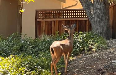 Cozy Home in Saratoga - Foto 13