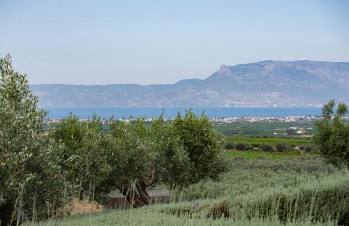 The Olive Hill - Foto 17